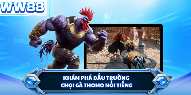 Khám phá đấu trường chọi gà Thomo nổi tiếng 